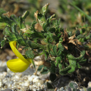 Ononis natrix proles arenaria (DC.) Rouy (Bugrane très ramifiée)