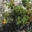  Claire Felloni - Ononis natrix subsp. ramosissima (Desf.) Batt.