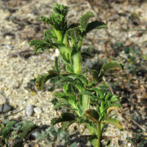 Photographie n°2469013 du taxon Ononis natrix subsp. ramosissima (Desf.) Batt.
