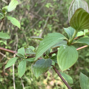 Photographie n°2469024 du taxon Cornus sanguinea L.