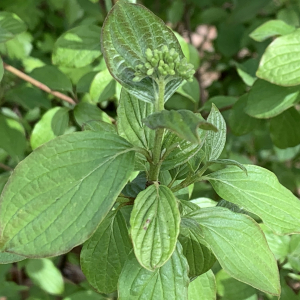 Photographie n°2469027 du taxon Cornus sanguinea L.