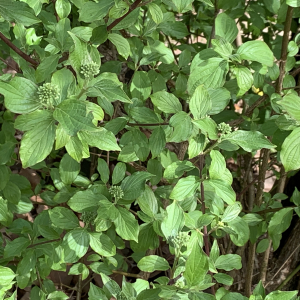 Photographie n°2469028 du taxon Cornus sanguinea L.