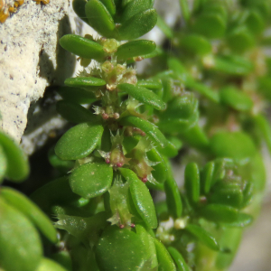 Photographie n°2469043 du taxon Valantia muralis L.