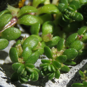 Valantia quadriflora Moench (Vaillantie des murs)