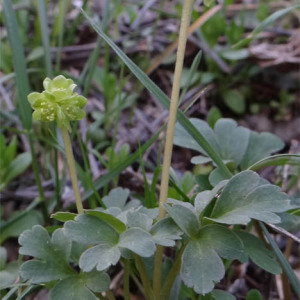 Photographie n°2469048 du taxon Adoxa moschatellina L.