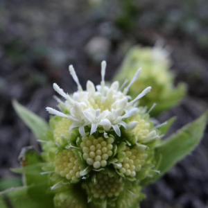 Photographie n°2469049 du taxon Petasites albus (L.) Gaertn.