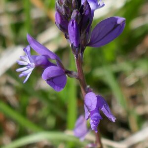 Photographie n°2469072 du taxon Polygala vulgaris L. [1753]