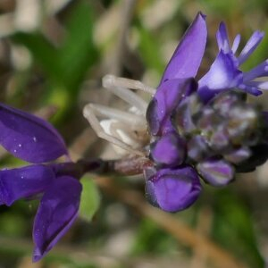 Photographie n°2469073 du taxon Polygala vulgaris L. [1753]