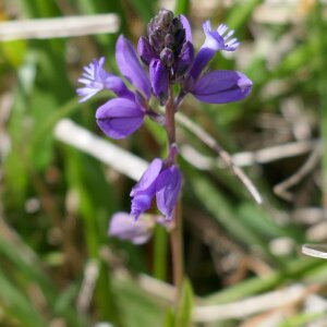 Photographie n°2469074 du taxon Polygala vulgaris L. [1753]