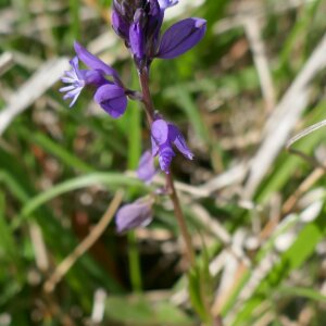 Photographie n°2469075 du taxon Polygala vulgaris L. [1753]