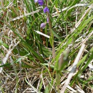 Photographie n°2469076 du taxon Polygala vulgaris L. [1753]