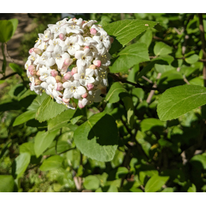 Viburnum carlesii Hemsl.