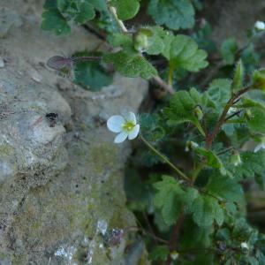 Photographie n°2469129 du taxon Veronica cymbalaria Bodard