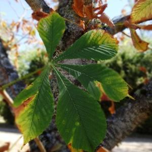 Photographie n°2469150 du taxon Aesculus hippocastanum L. [1753]