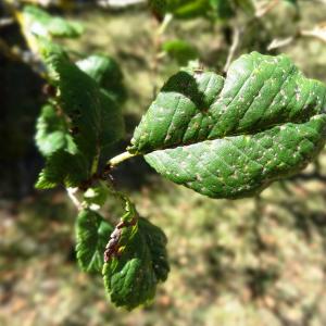 Photographie n°2469169 du taxon Alnus incana (L.) Moench [1794]