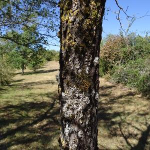 Photographie n°2469171 du taxon Alnus incana (L.) Moench [1794]