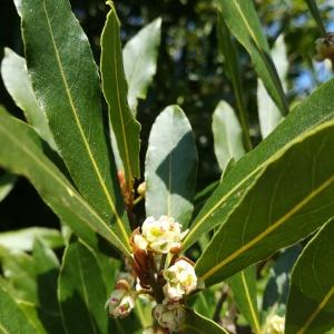 Photographie n°2469172 du taxon Laurus nobilis L. [1753]