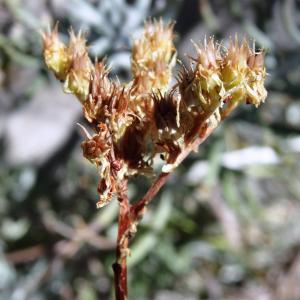 Photographie n°2469206 du taxon Helichrysum stoechas (L.) Moench [1794]