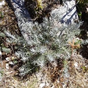 Photographie n°2469208 du taxon Helichrysum stoechas (L.) Moench [1794]