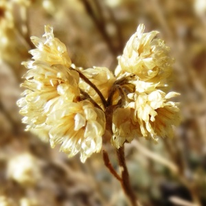 Photographie n°2469212 du taxon Helichrysum stoechas (L.) Moench [1794]