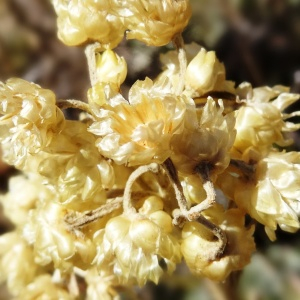 Photographie n°2469214 du taxon Helichrysum stoechas (L.) Moench [1794]