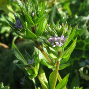 Photographie n°2469262 du taxon Sherardia arvensis L.