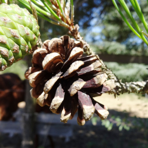 Photographie n°2469265 du taxon Pinus nigra J.F.Arnold [1785]