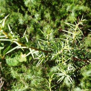 Photographie n°2469309 du taxon Juniperus communis L. [1753]