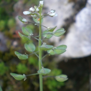 Photographie n°2469322 du taxon Microthlaspi perfoliatum (L.) F.K.Mey.