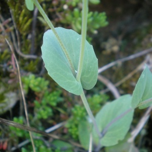 Photographie n°2469323 du taxon Microthlaspi perfoliatum (L.) F.K.Mey.