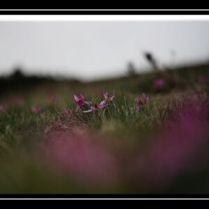 Photographie n°2469330 du taxon Erythronium dens-canis L.