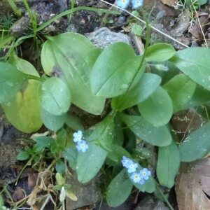 Photographie n°2469387 du taxon Myosotis alpestris F.W.Schmidt [1794]