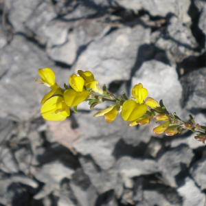 Photographie n°2469395 du taxon Genista pilosa L. [1753]