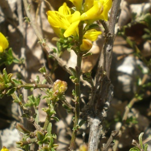 Photographie n°2469396 du taxon Genista pilosa L. [1753]