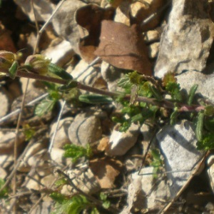 Photographie n°2469400 du taxon Helianthemum apenninum (L.) Mill. [1768]