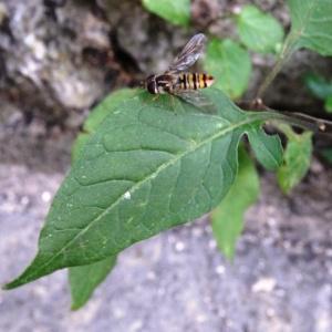 Photographie n°2469411 du taxon Solanum dulcamara L. [1753]