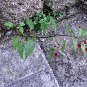 Photographie n°2469412 du taxon Solanum dulcamara L. [1753]