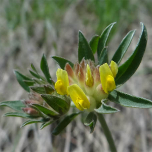 Photographie n°2469444 du taxon Anthyllis vulneraria L.