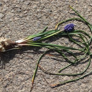 Photographie n°2469470 du taxon Muscari neglectum Guss. ex Ten. [1842]