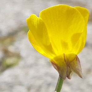 Photographie n°2469480 du taxon Ranunculus bulbosus L.