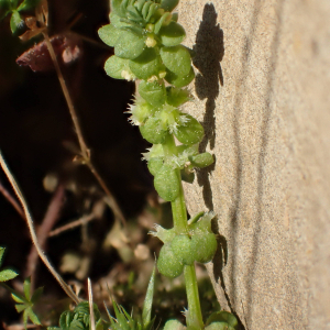 Photographie n°2469511 du taxon Valantia muralis L.