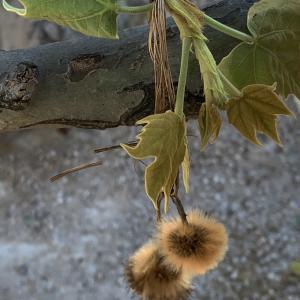 Photographie n°2469530 du taxon Platanus x hispanica Mill. ex Münchh. [1770]