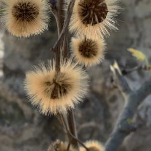 Photographie n°2469531 du taxon Platanus x hispanica Mill. ex Münchh. [1770]