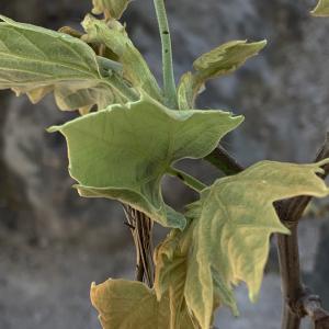 Photographie n°2469532 du taxon Platanus x hispanica Mill. ex Münchh. [1770]