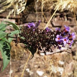 Photographie n°2469585 du taxon Buddleja davidii Franch. [1887]