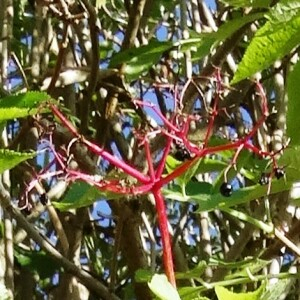 Photographie n°2469605 du taxon Sambucus nigra L. [1753]