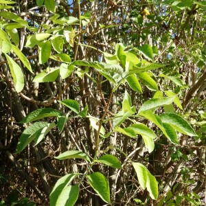 Photographie n°2469606 du taxon Sambucus nigra L. [1753]