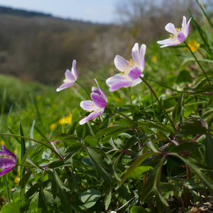 Photographie n°2469643 du taxon Anemone nemorosa L. [1753]