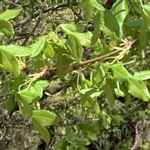 Photographie n°2469672 du taxon Acer monspessulanum L.