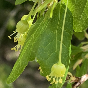 Photographie n°2469673 du taxon Acer monspessulanum L.